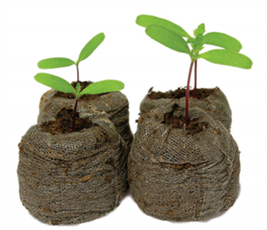 Plants 