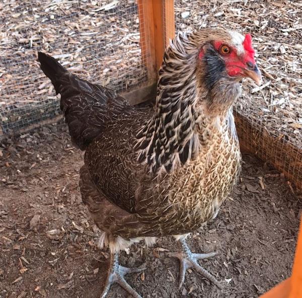 Black and Brown Chicken