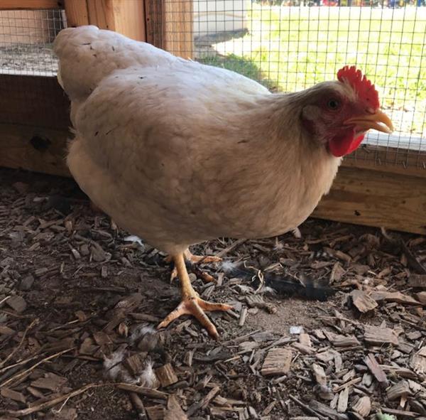 White and Black Chicken
