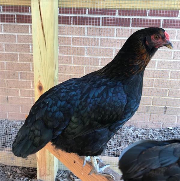 Black Chicken