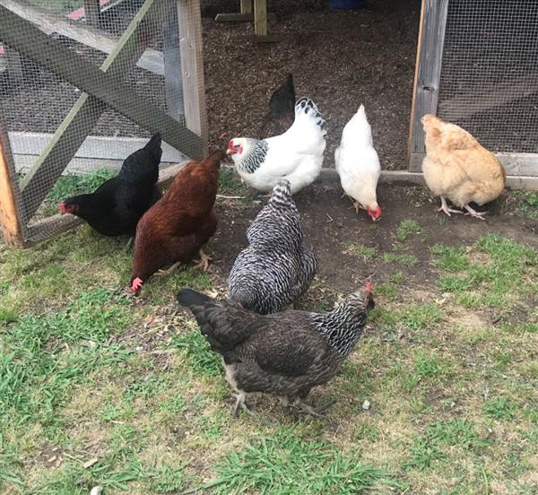 All the Chickens