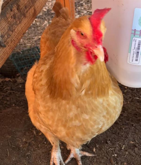 Blonde Chicken