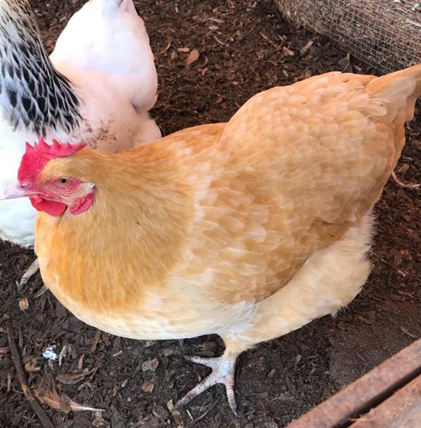 Blonde Chicken 2