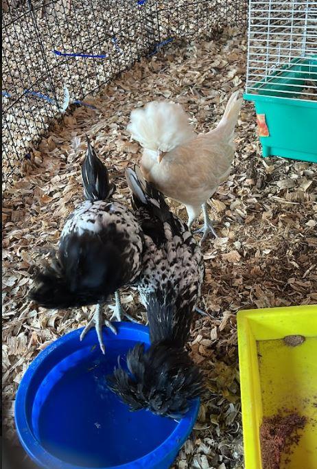 Babies Eating
