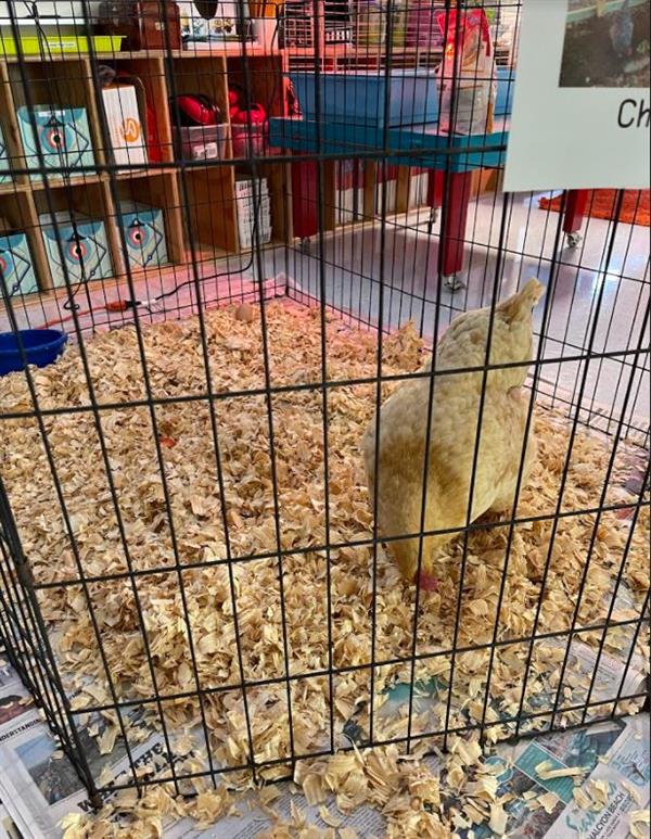 Chicken Inside 2